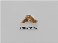藏品(尺蛾284)的圖片
